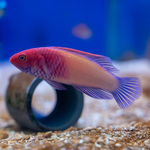Rosaschuppen Zwerglippfisch - Cirrhilabrus rubrisquamis