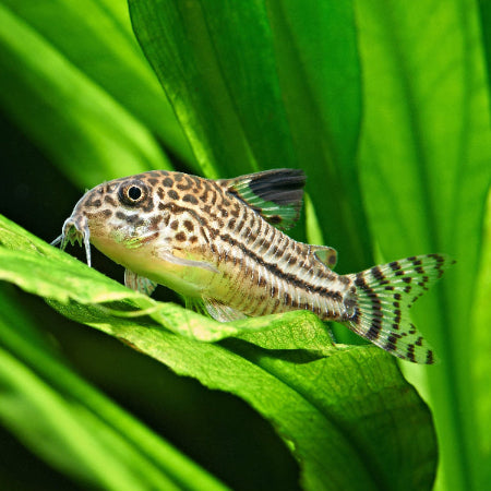Juli Panzerwels - Corydoras julii
