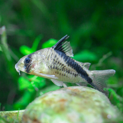 Kopfbinden Panzerwels - Corydoras melini