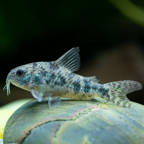 Marmorierter Panzerwels - Corydoras paleatus