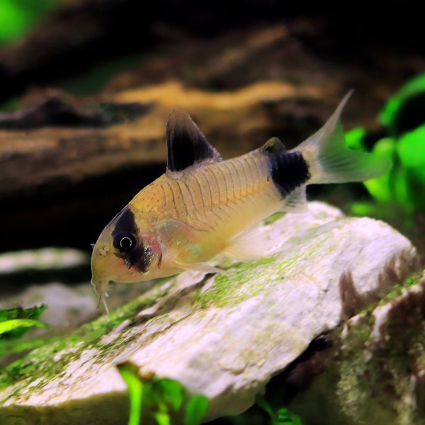 Panda Panzerwels - Corydoras panda