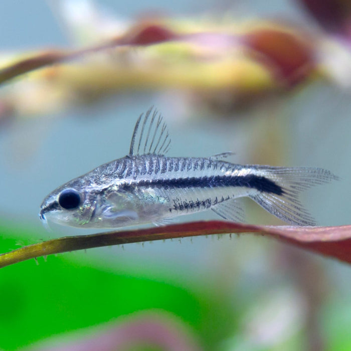 Zwergpanzerwels - Corydoras pygmaeus