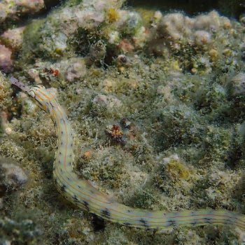 Drachenkopf Seenadel - Corythoichthys intestinalis