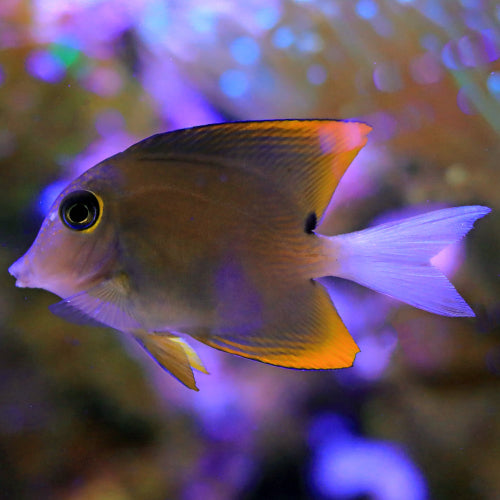 Tomini Borstenzahndoktorfisch - Ctenochaetus tominiensis