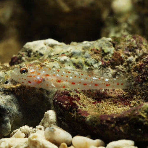 Sichelgrundel - Ctenogobiops tangaroai