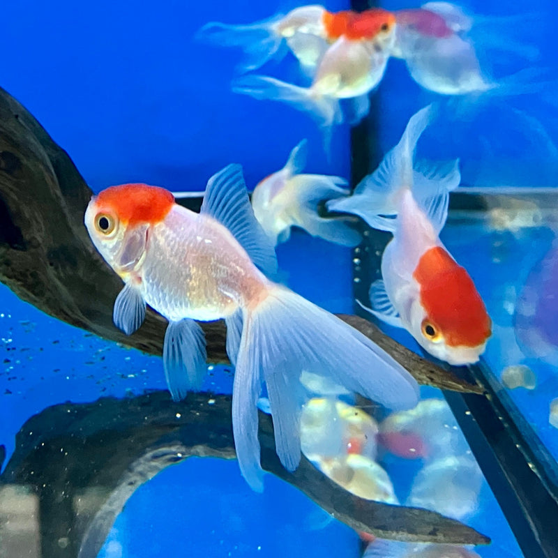 Löwenkopf Goldfisch "Rotkopf" - Carassius auratus