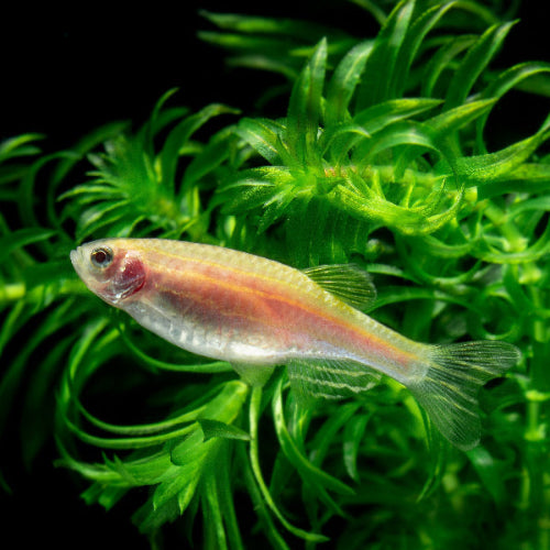 Zebrabärbling - Danio rerio "gold"
