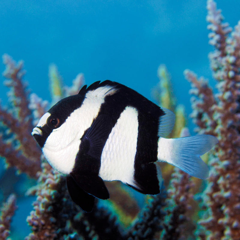 Dreibinden Preußenfisch - Dascyllus aruanus