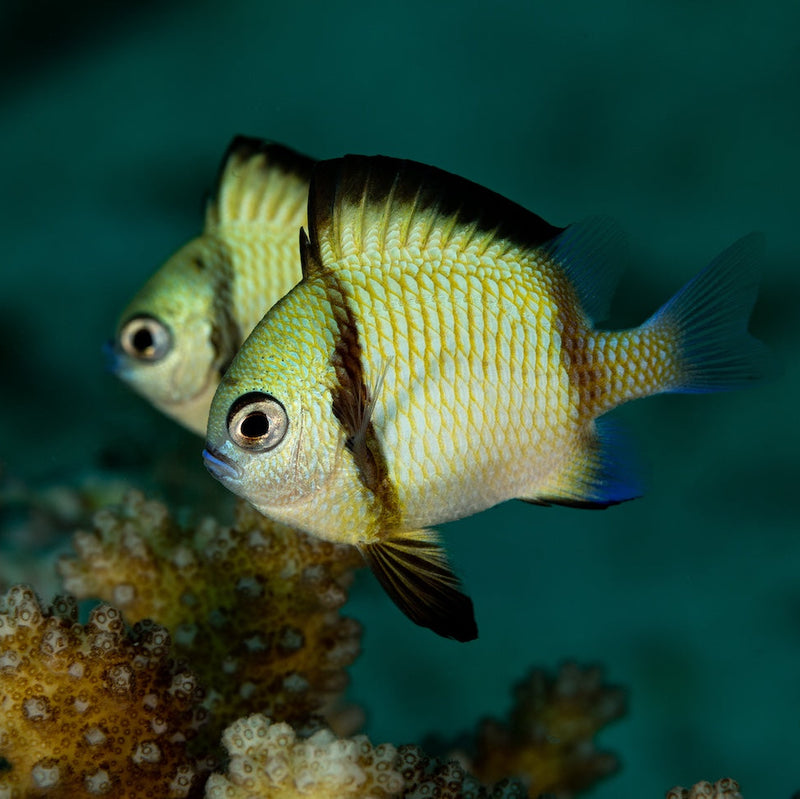 Netz Preußenfisch - Dascyllus reticulatus
