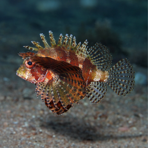 Kurzflossen Zwergfeuerfisch - Dendrochirus brachypterus
