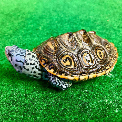 Diamantschildkröte - Malaclemys terrapin centrata "concentric" Originalfoto