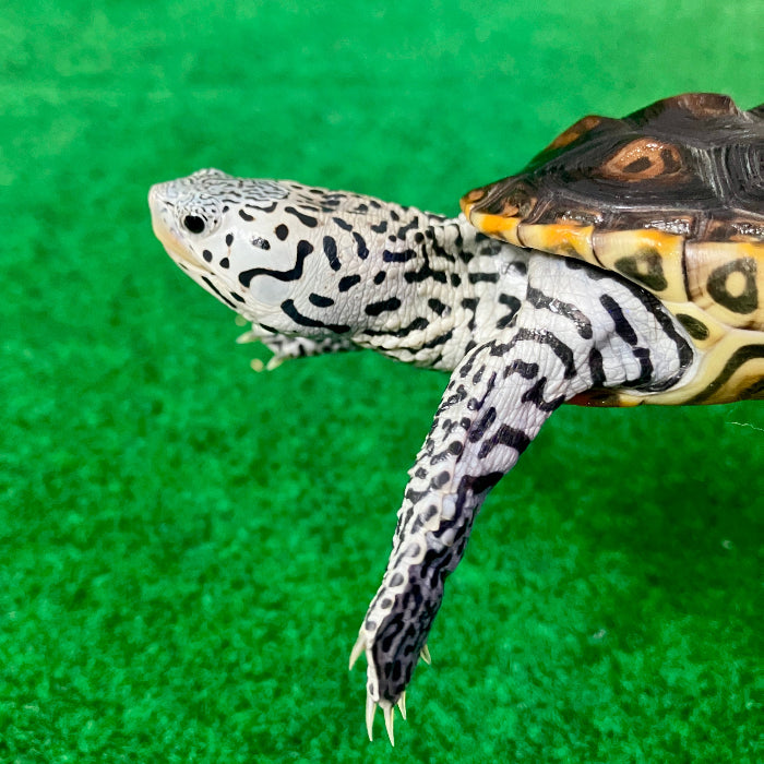 Diamantschildkröte - Malaclemys terrapin centrata "concentric" Originalfoto