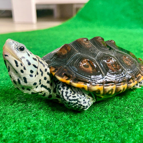 Diamantschildkröte - Malaclemys terrapin centrata "concentric" Originalfoto
