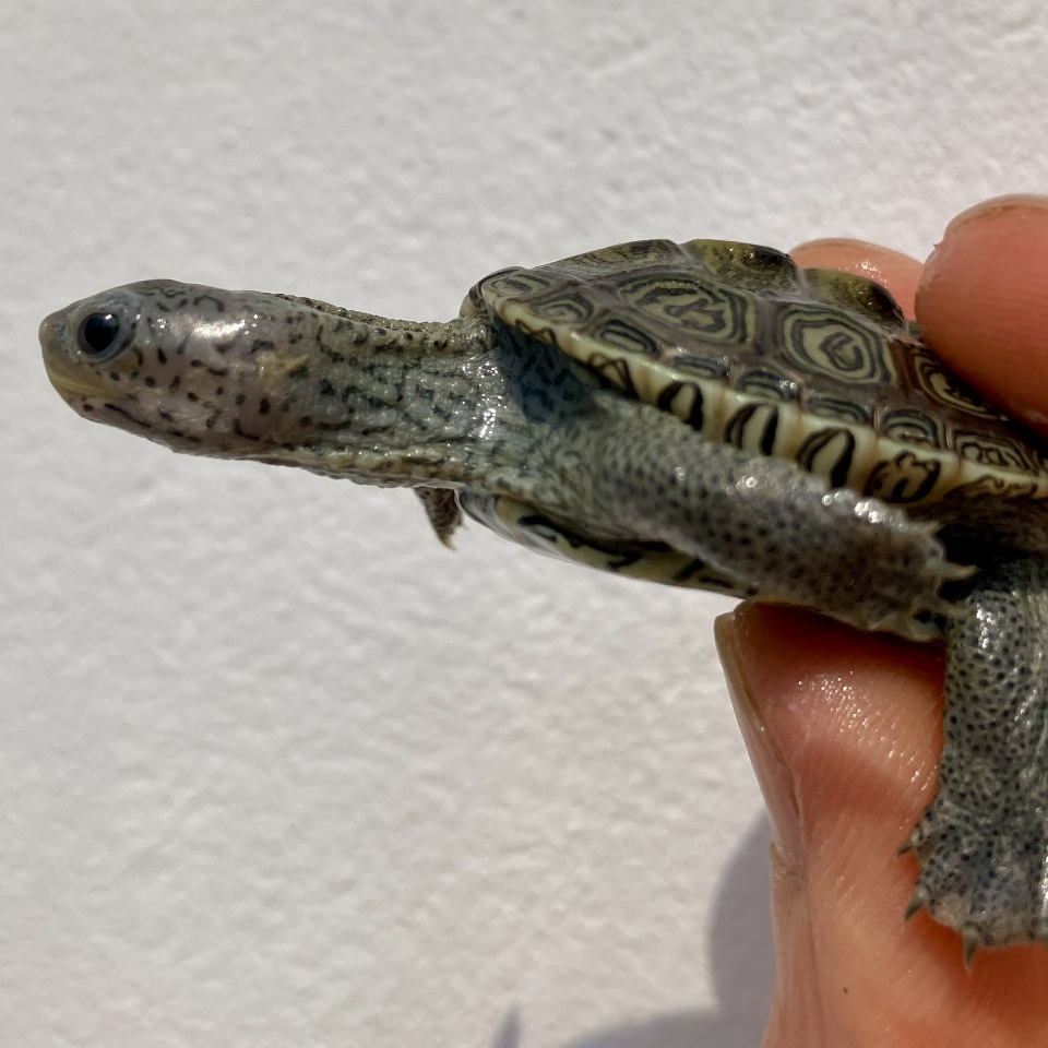 Diamantschildkröte - Malaclemys terrapin centrata NZ 2025