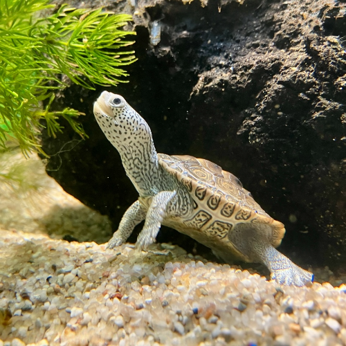 Diamantschildkröte - Malaclemys terrapin centrata NZ 2025