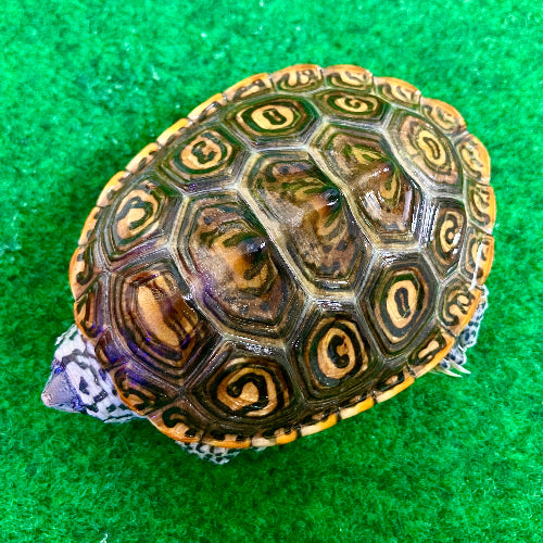 Diamantschildkröte - Malaclemys terrapin centrata "concentric" Originalfoto