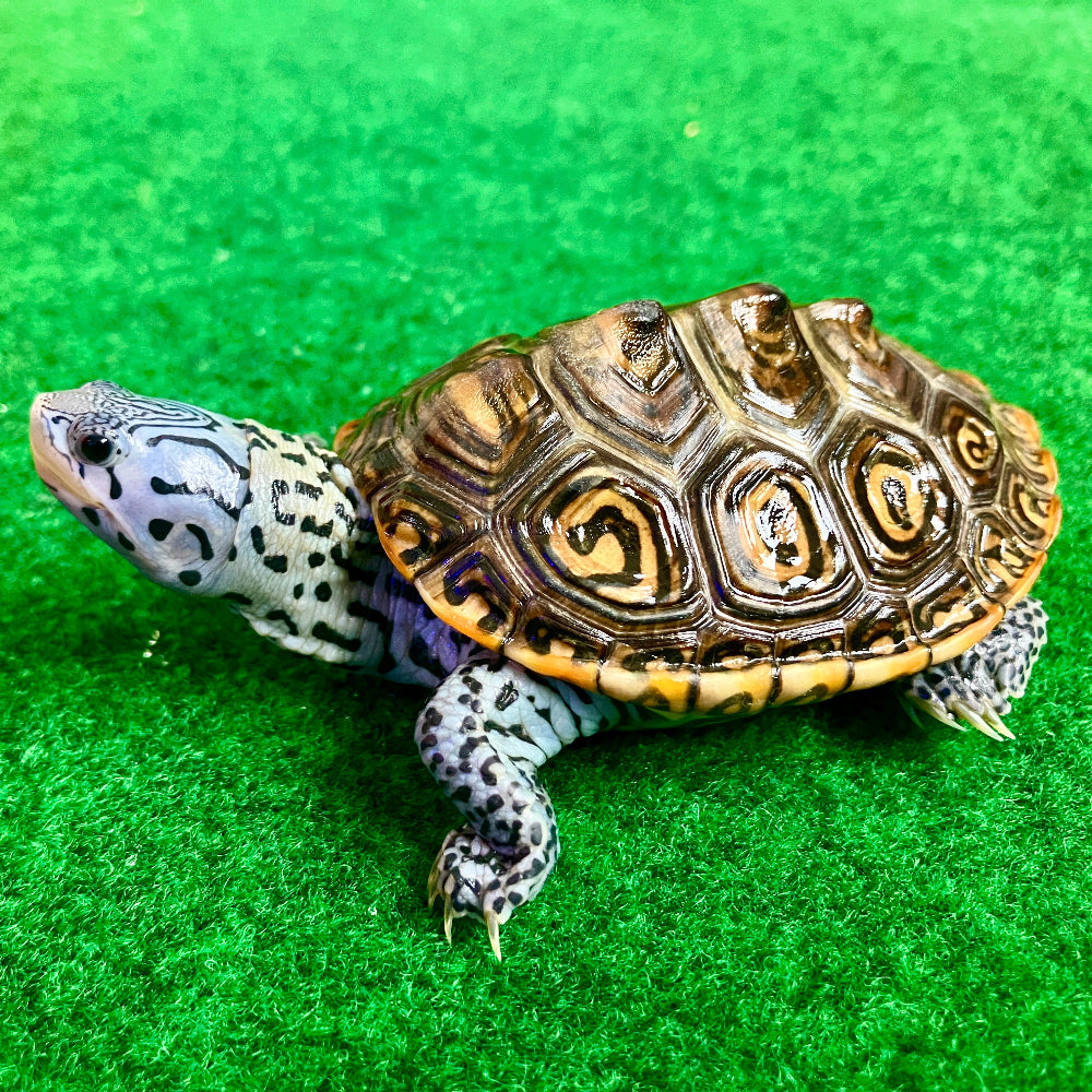 Diamantschildkröte - Malaclemys terrapin centrata "concentric" Originalfoto