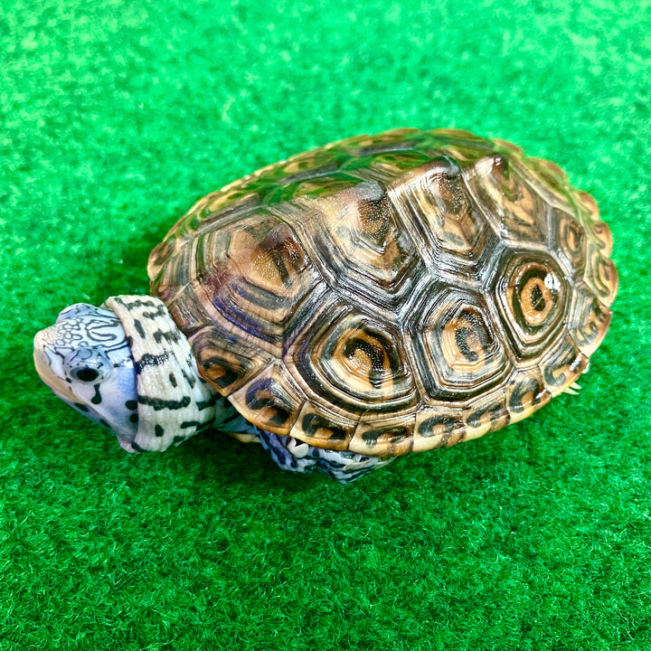 Diamantschildkröte - Malaclemys terrapin centrata "concentric" Originalfoto