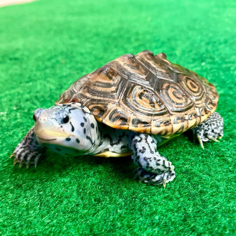 Diamantschildkröte - Malaclemys terrapin centrata "concentric" Originalfoto