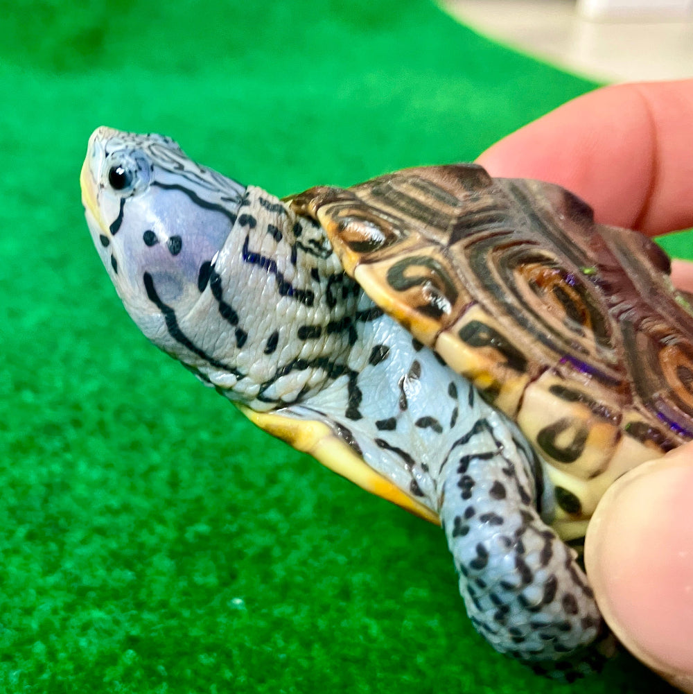 Diamantschildkröte - Malaclemys terrapin centrata "concentric" Originalfoto