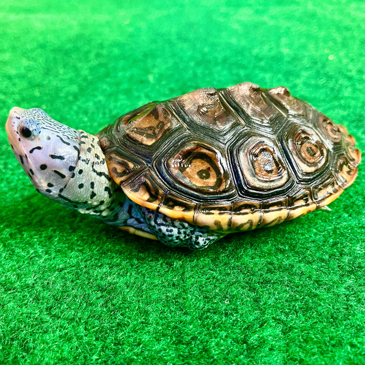 Diamantschildkröte - Malaclemys terrapin centrata "concentric" Originalfoto