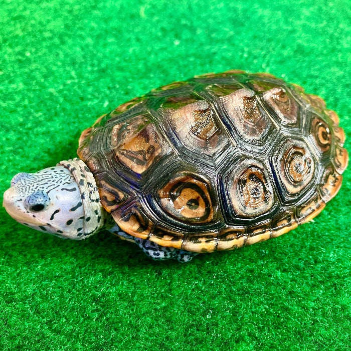 Diamantschildkröte - Malaclemys terrapin centrata "concentric" Originalfoto