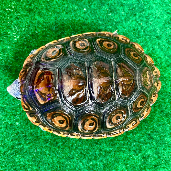Diamantschildkröte - Malaclemys terrapin centrata "concentric" Originalfoto