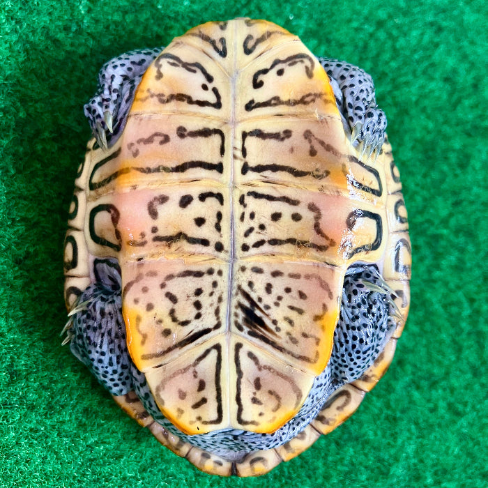 Diamantschildkröte - Malaclemys terrapin centrata "concentric" Originalfoto