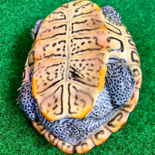 Diamantschildkröte - Malaclemys terrapin centrata "concentric" Originalfoto