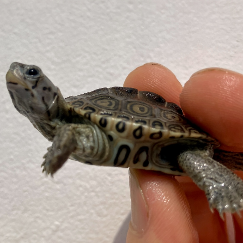 Diamantschildkröte - Malaclemys terrapin centrata "concentric" Originalfoto