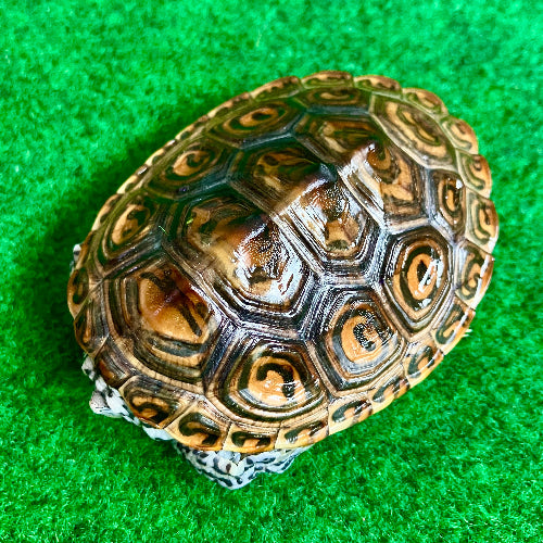 Diamantschildkröte - Malaclemys terrapin centrata "concentric" Originalfoto