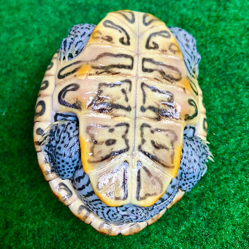Diamantschildkröte - Malaclemys terrapin centrata "concentric" Originalfoto