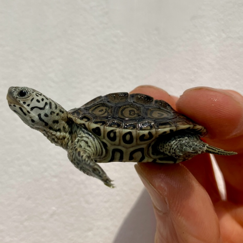 Diamantschildkröte - Malaclemys terrapin centrata "concentric" Originalfoto