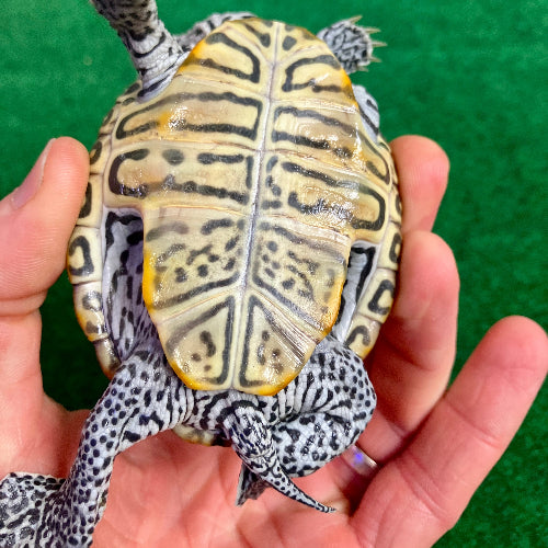 Diamantschildkröte - Malaclemys terrapin centrata "concentric" Originalfoto