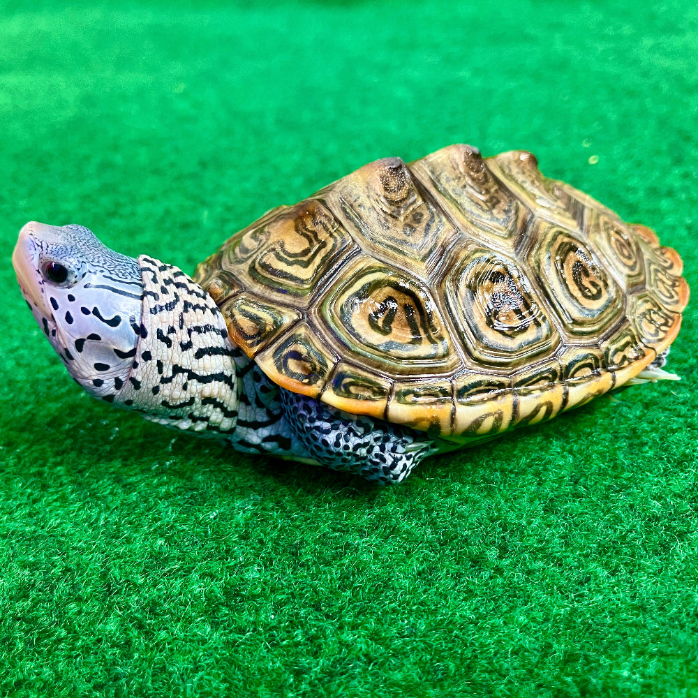 Diamantschildkröte - Malaclemys terrapin centrata "concentric" Originalfoto