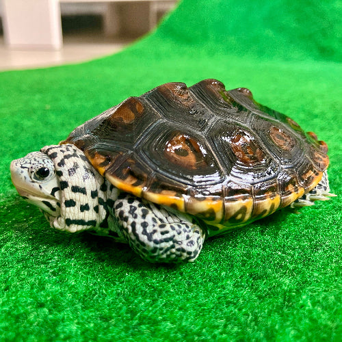 Diamantschildkröte - Malaclemys terrapin centrata "concentric" Originalfoto