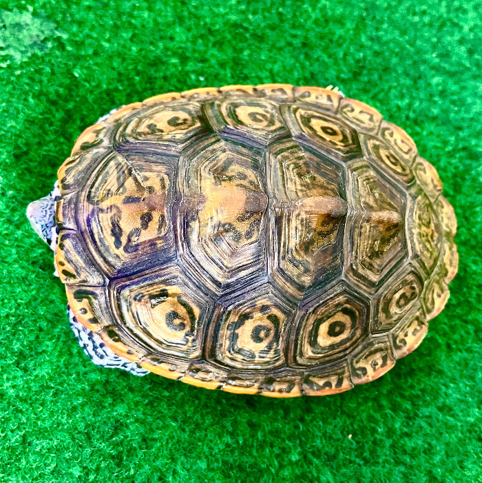 Diamantschildkröte - Malaclemys terrapin centrata NZ 2025