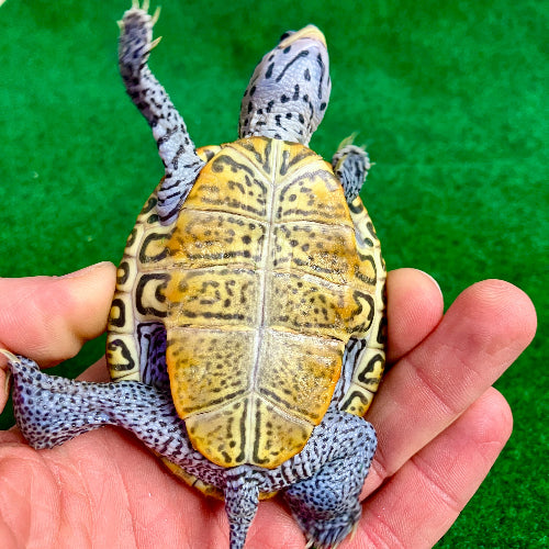 Diamantschildkröte - Malaclemys terrapin centrata NZ 2025
