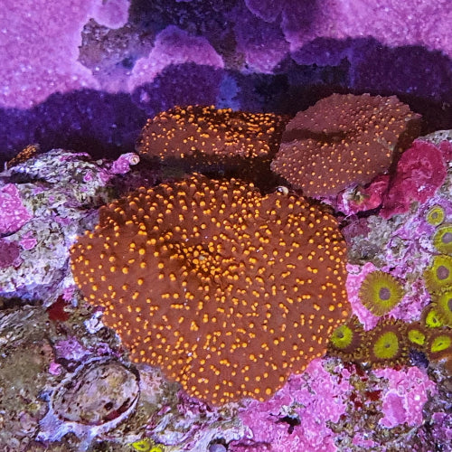 Scheibenanemone - Discosoma sp. "Interstellar"