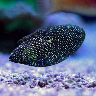 Echter Mirakelbarsch - Calloplesiops altivelis