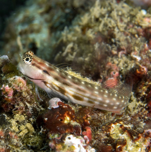 Gestreifter Blenny - Ecsenius lineatus