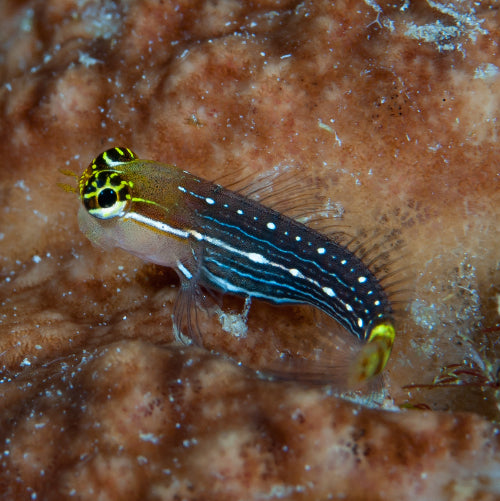 Nadelstreifen Kammzähner - Ecsenius pictus