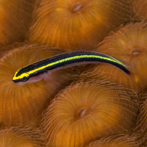 Gelbe Neonputzergrundel - Elacatinus figaro "Nachzucht"
