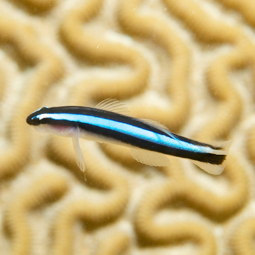Neon Putzergrundel - Elacatinus oceanops  "Nachzucht"
