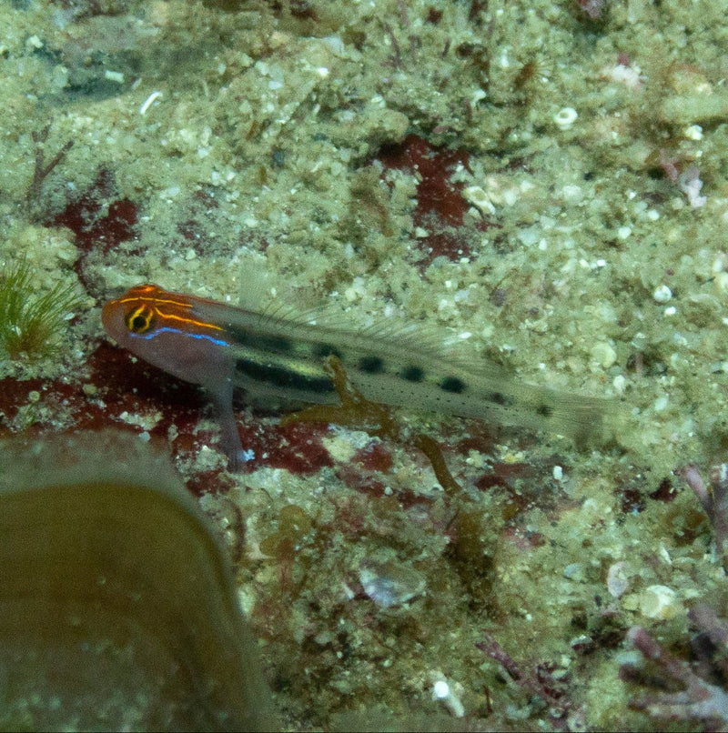 Rotkopfgrundel - Elacatinus punticulatus "Nachzucht"
