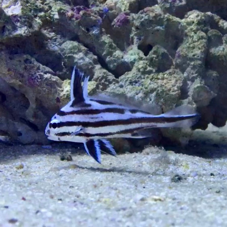 Streifen Ritterfisch - Equetus acuminatus