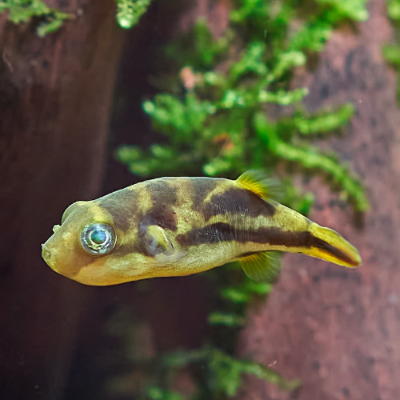 Erbsenkugelfisch  - Carinotetraodon travancoricus