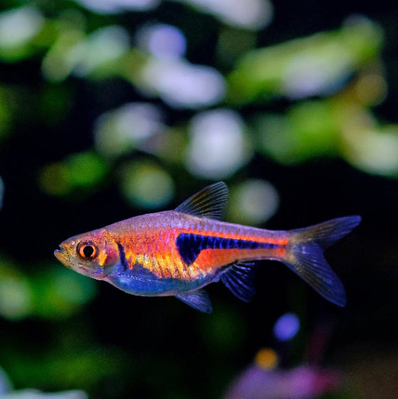 Espes Keilfleckbärbling - Rasbora espei