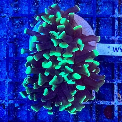 Hammerkoralle - Euphyllia paraancora