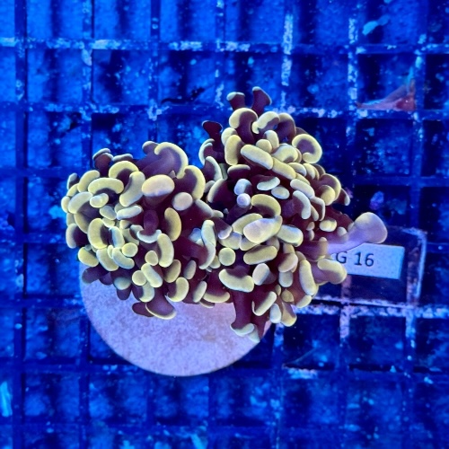 Hammerkoralle - Euphyllia paraancora "Gelb/Gold"